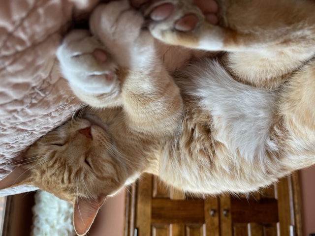 Orange Tabby Cat Sleeping